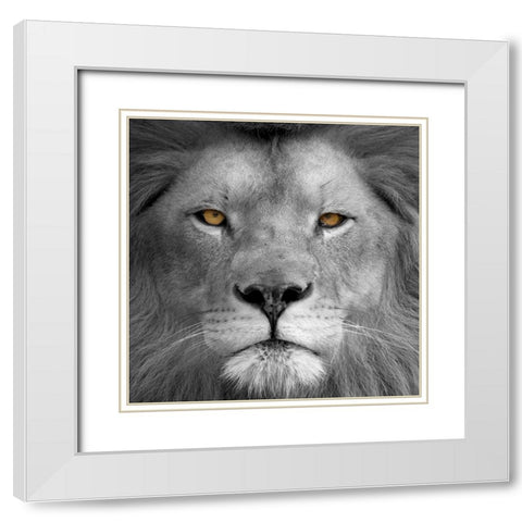Lion Power White Modern Wood Framed Art Print with Double Matting by Allen, Kimberly