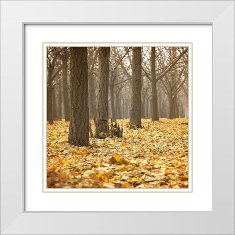 Forest Floor 1 White Modern Wood Framed Art Print with Double Matting by Kimberly, Allen