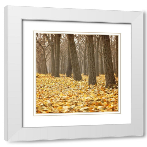 Forest Floor 2 White Modern Wood Framed Art Print with Double Matting by Kimberly, Allen