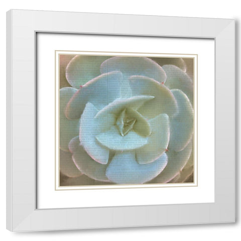 Newspaper Succulent 2 White Modern Wood Framed Art Print with Double Matting by Kimberly, Allen