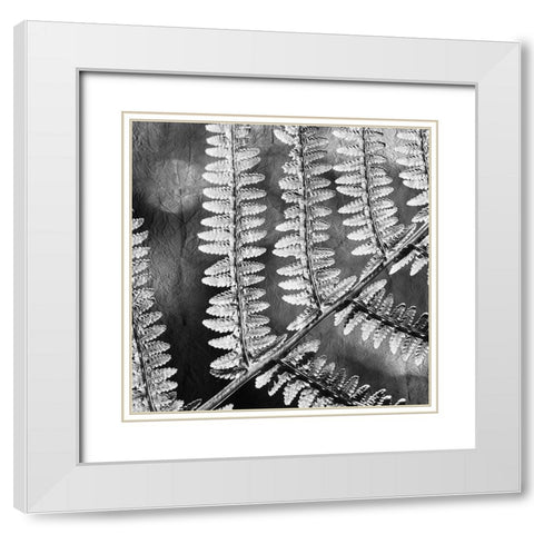 Silver Fern 1 White Modern Wood Framed Art Print with Double Matting by Kimberly, Allen