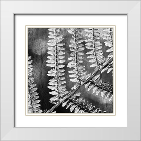 Silver Fern 1 White Modern Wood Framed Art Print with Double Matting by Kimberly, Allen