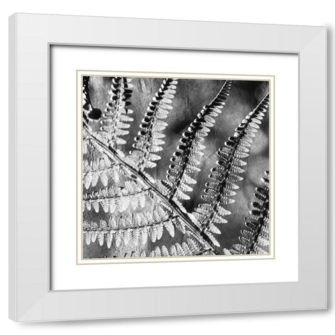 Silver Fern 2 White Modern Wood Framed Art Print with Double Matting by Kimberly, Allen