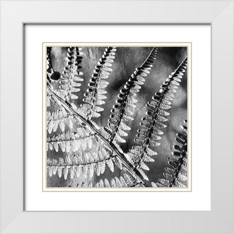 Silver Fern 2 White Modern Wood Framed Art Print with Double Matting by Kimberly, Allen