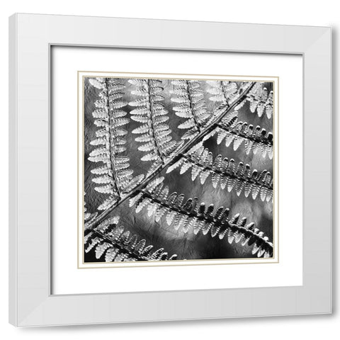 Silver Fern 3 White Modern Wood Framed Art Print with Double Matting by Kimberly, Allen
