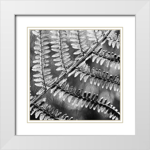 Silver Fern 3 White Modern Wood Framed Art Print with Double Matting by Kimberly, Allen