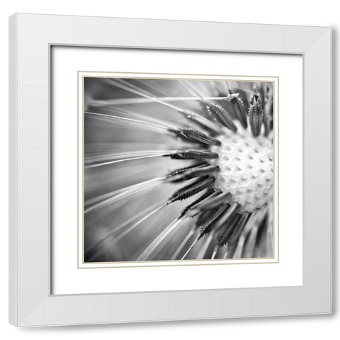 Upclose 1 White Modern Wood Framed Art Print with Double Matting by Kimberly, Allen