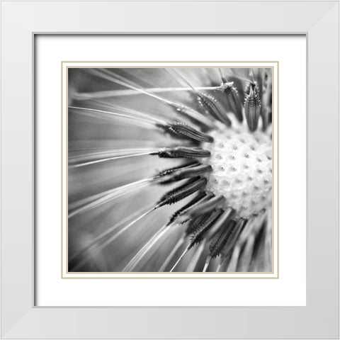 Upclose 1 White Modern Wood Framed Art Print with Double Matting by Kimberly, Allen
