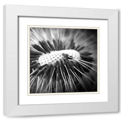 Upclose 2 White Modern Wood Framed Art Print with Double Matting by Kimberly, Allen