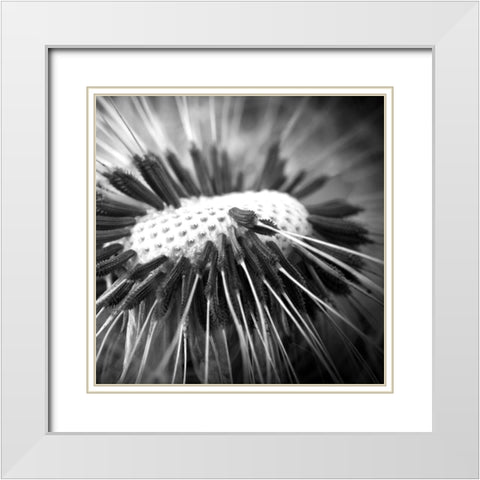 Upclose 2 White Modern Wood Framed Art Print with Double Matting by Kimberly, Allen
