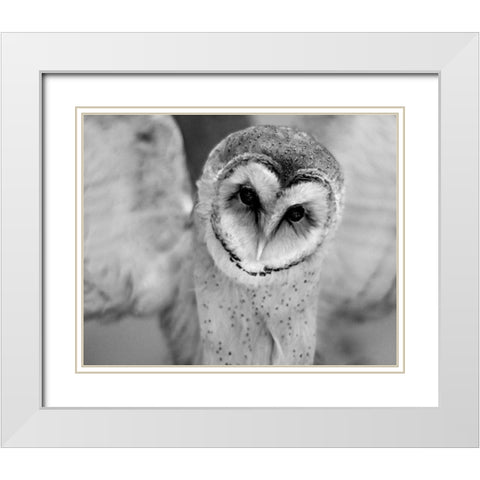 Cute Owl Wings Spread White Modern Wood Framed Art Print with Double Matting by Straatsma, Leah