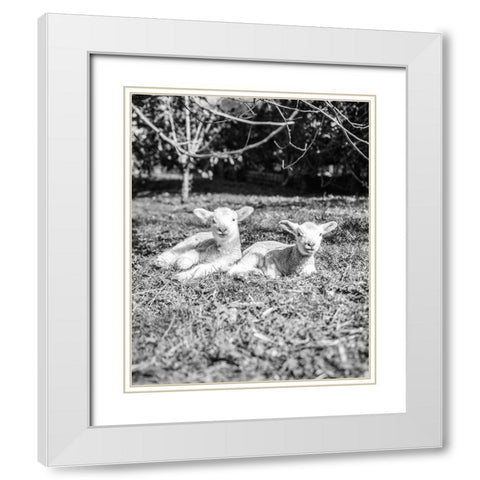 Two Sheep White Modern Wood Framed Art Print with Double Matting by Straatsma, Leah