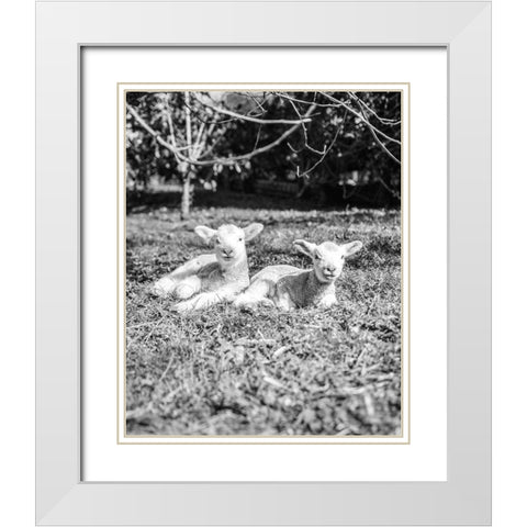 Two Sheep White Modern Wood Framed Art Print with Double Matting by Straatsma, Leah