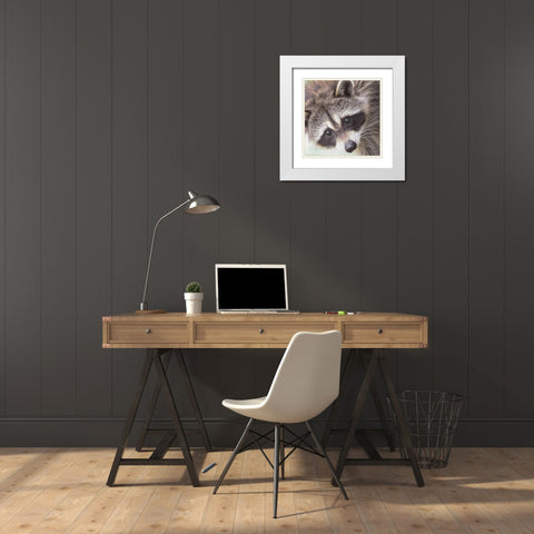 Raccoon White Modern Wood Framed Art Print with Double Matting by Straatsma, Leah