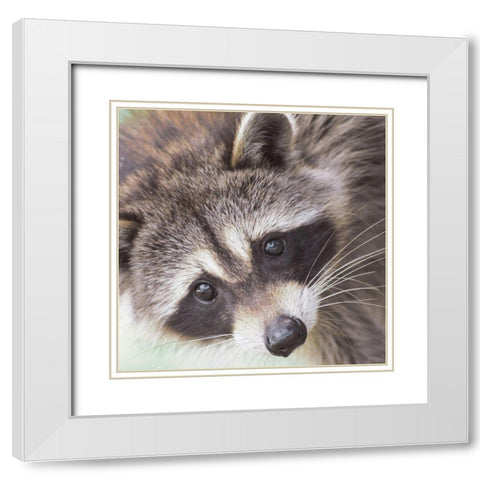 Raccoon White Modern Wood Framed Art Print with Double Matting by Straatsma, Leah