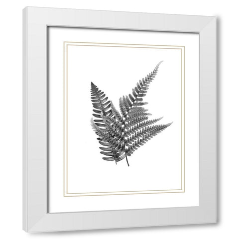 Fern Dueling 2 White Modern Wood Framed Art Print with Double Matting by Prime, Marcus