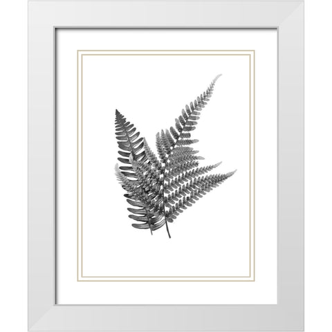 Fern Dueling 2 White Modern Wood Framed Art Print with Double Matting by Prime, Marcus