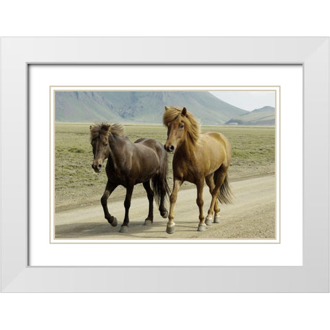 Buddy Gallop White Modern Wood Framed Art Print with Double Matting by Prime, Marcus