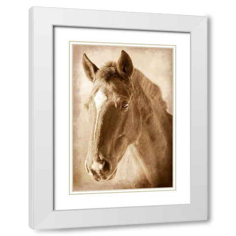 Wild Stallion 1 White Modern Wood Framed Art Print with Double Matting by Prime, Marcus