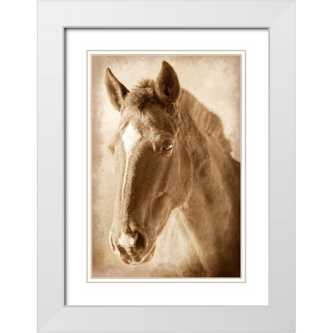 Wild Stallion 1 White Modern Wood Framed Art Print with Double Matting by Prime, Marcus