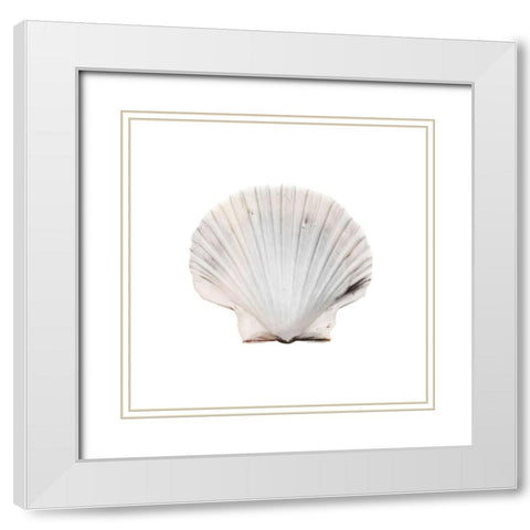 Calming Shell 2 White Modern Wood Framed Art Print with Double Matting by Prime, Marcus
