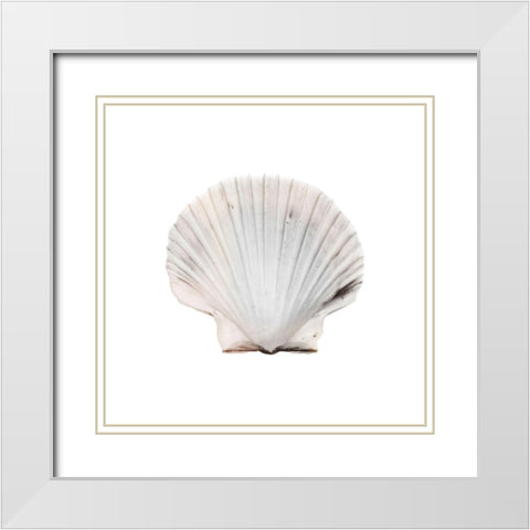 Calming Shell 2 White Modern Wood Framed Art Print with Double Matting by Prime, Marcus