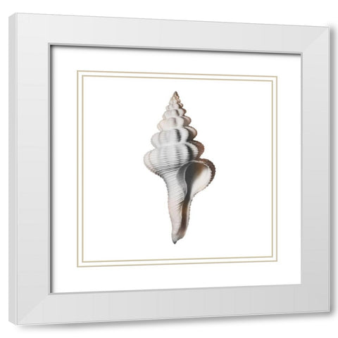 Calming Spiral Shell 2 White Modern Wood Framed Art Print with Double Matting by Prime, Marcus