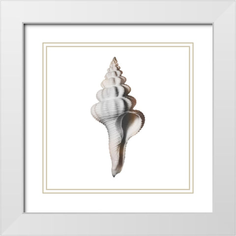 Calming Spiral Shell 2 White Modern Wood Framed Art Print with Double Matting by Prime, Marcus