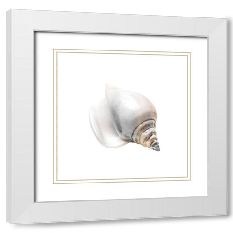 Calming Nautilus Shell 2 White Modern Wood Framed Art Print with Double Matting by Prime, Marcus