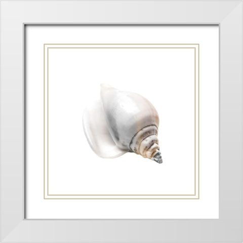 Calming Nautilus Shell 2 White Modern Wood Framed Art Print with Double Matting by Prime, Marcus
