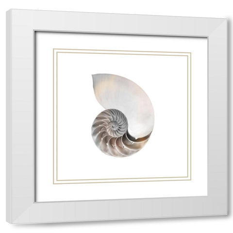 Calming Spiral Shell 2 White Modern Wood Framed Art Print with Double Matting by Prime, Marcus