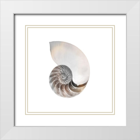 Calming Spiral Shell 2 White Modern Wood Framed Art Print with Double Matting by Prime, Marcus