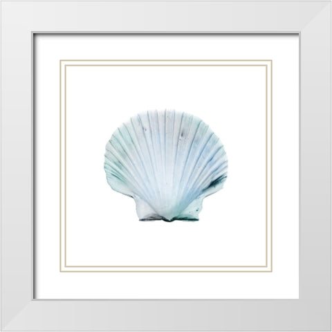 Seaside Shell 1 White Modern Wood Framed Art Print with Double Matting by Prime, Marcus