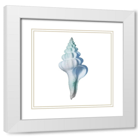 Seaside Shell 2 White Modern Wood Framed Art Print with Double Matting by Prime, Marcus