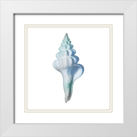 Seaside Shell 2 White Modern Wood Framed Art Print with Double Matting by Prime, Marcus