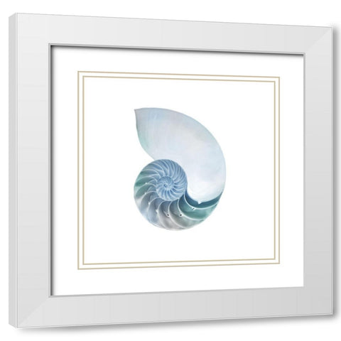 Seaside Shell 4 White Modern Wood Framed Art Print with Double Matting by Prime, Marcus