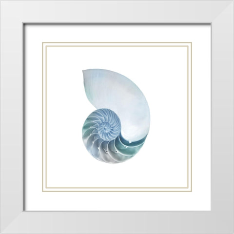 Seaside Shell 4 White Modern Wood Framed Art Print with Double Matting by Prime, Marcus