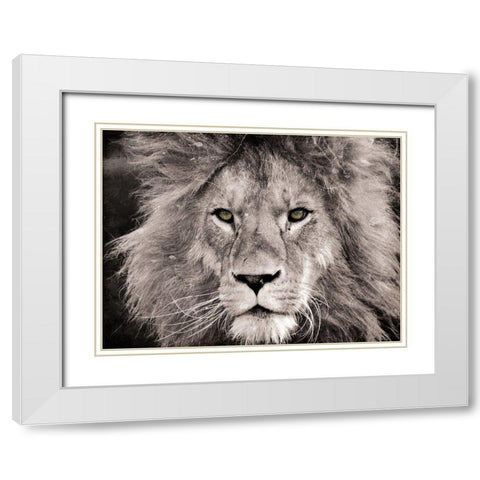 Lion Look White Modern Wood Framed Art Print with Double Matting by Villa, Mlli