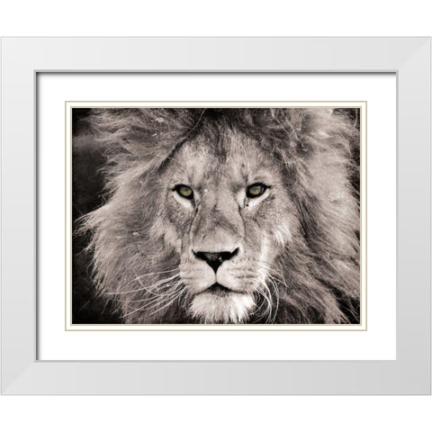 Lion Look White Modern Wood Framed Art Print with Double Matting by Villa, Mlli