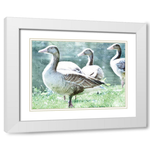 Goose Crew White Modern Wood Framed Art Print with Double Matting by Villa, Mlli