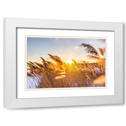 Marsh Grass White Modern Wood Framed Art Print with Double Matting by Orlando