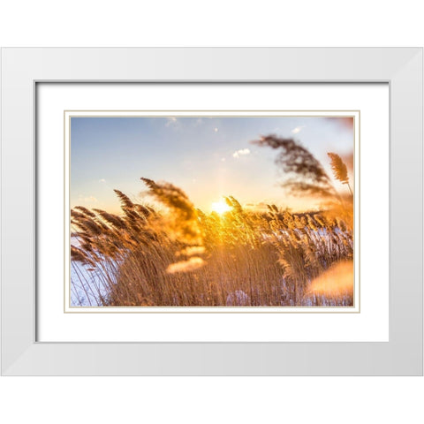 Marsh Grass White Modern Wood Framed Art Print with Double Matting by Orlando