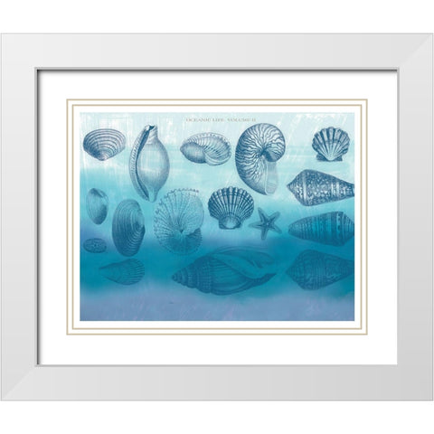 Watercolor Coast Shells 2 White Modern Wood Framed Art Print with Double Matting by Allen, Candace