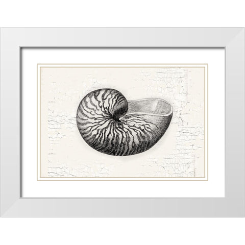 Shell White Modern Wood Framed Art Print with Double Matting by Lula Bijoux and Company