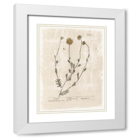 Farmhouse Flower 1 White Modern Wood Framed Art Print with Double Matting by Lula Bijoux and Company