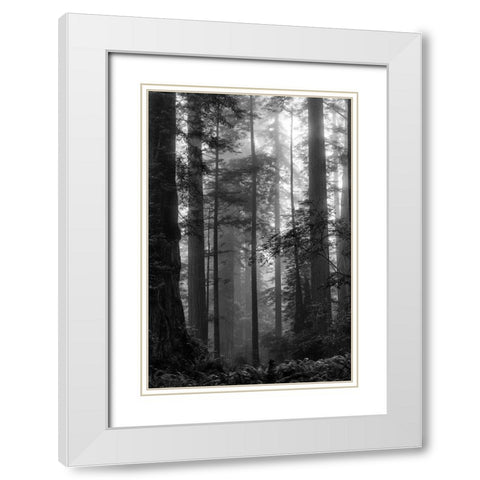 North Coast Redwoods BW White Modern Wood Framed Art Print with Double Matting by Poinski, Dianne