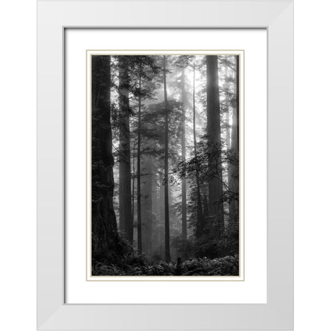North Coast Redwoods BW White Modern Wood Framed Art Print with Double Matting by Poinski, Dianne