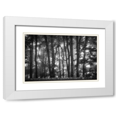 Into the Woods 2 BW White Modern Wood Framed Art Print with Double Matting by Poinski, Dianne