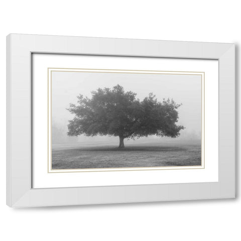 Trees in Fog BW White Modern Wood Framed Art Print with Double Matting by Poinski, Dianne