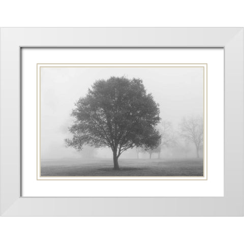 Trees in Fog BW White Modern Wood Framed Art Print with Double Matting by Poinski, Dianne